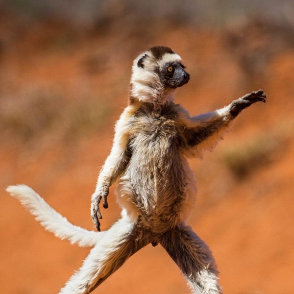 шелковистая сифака