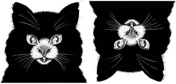 зрительная иллюзия