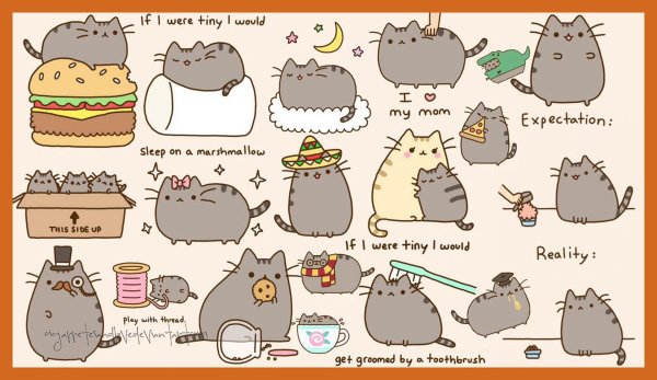 кот pusheen
