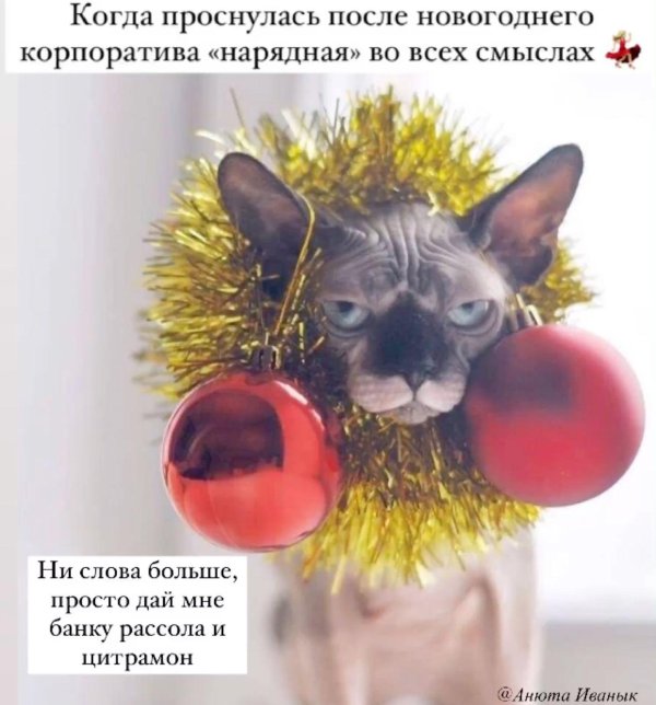 канадские сфинксы