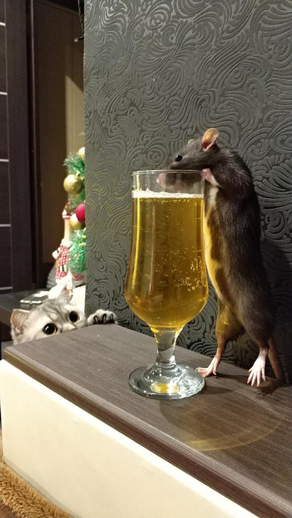 пьяная крыса