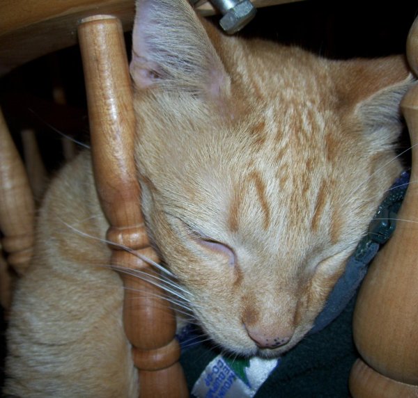 рыжего кота