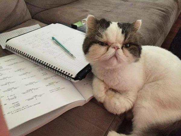 умные котики