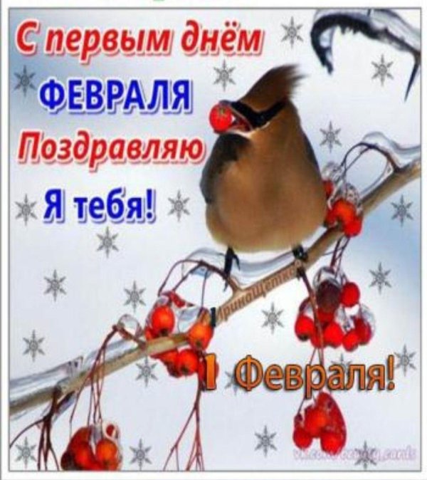 снегирь свиристель щур