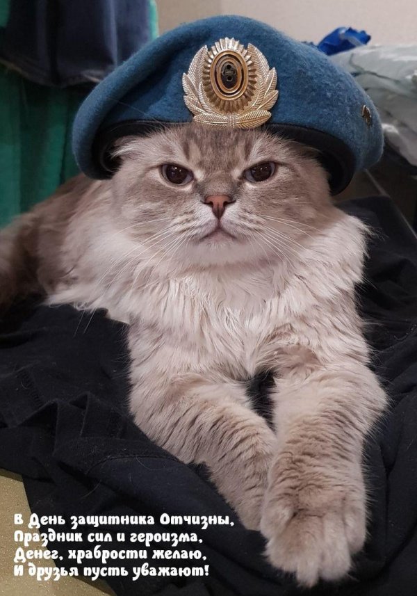 кот защитник отечества