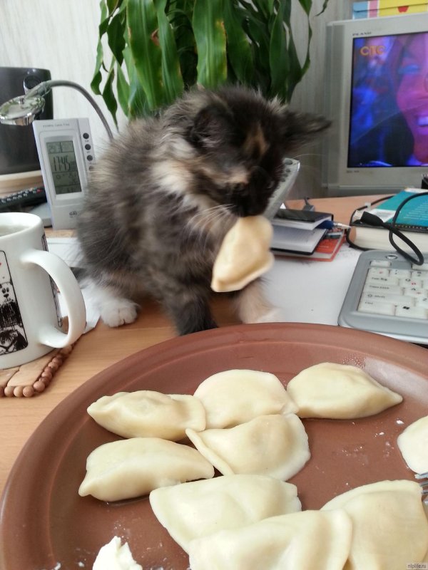 кот пельмень