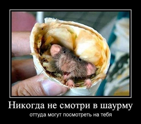 с днем шаурмы