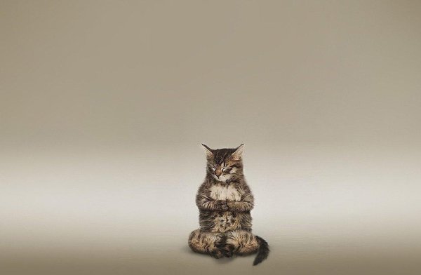 медитирующий кот