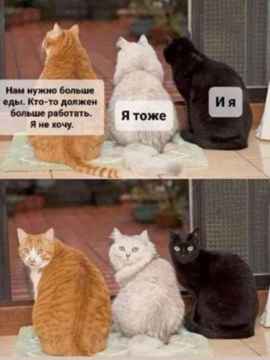 прикольные кошки с надписями