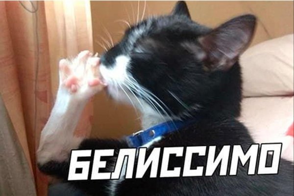 луковый кот