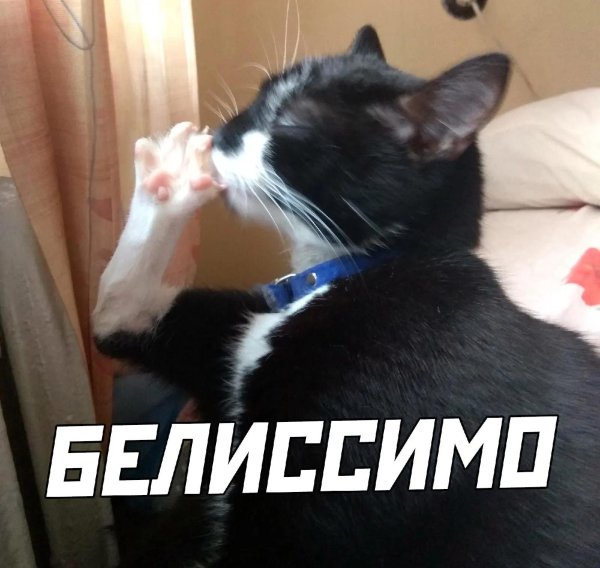 кот белиссимо
