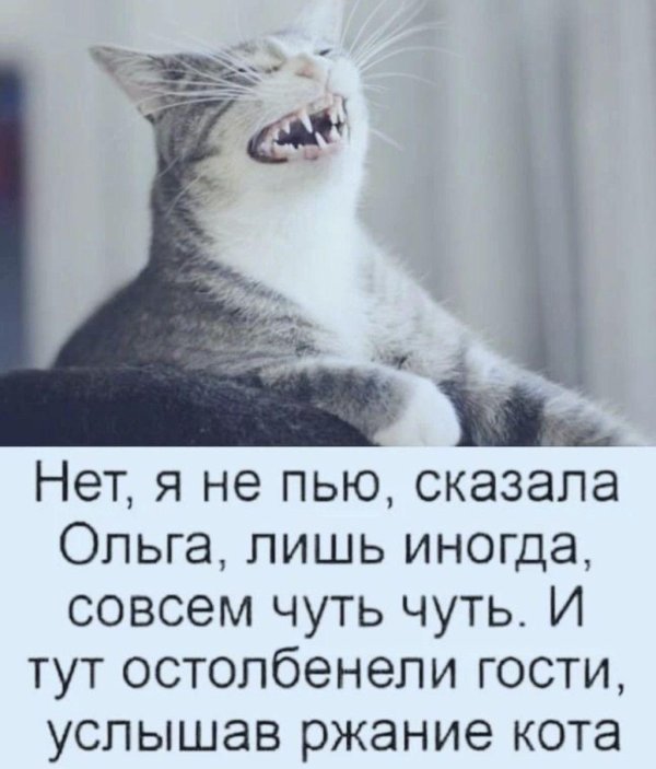 услышав ржание кота