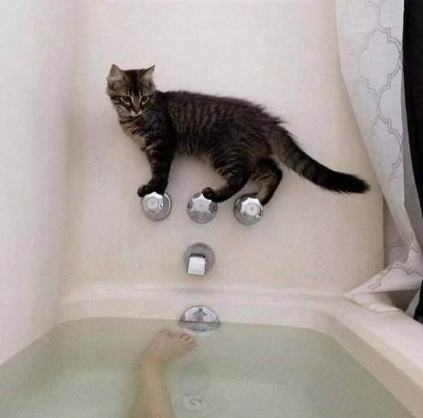коты в ванне