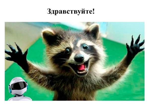 улыбающийся енот