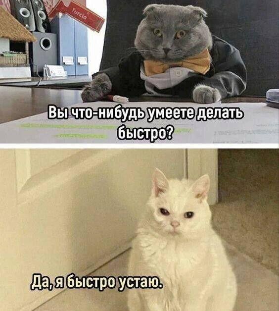 популярные коты из мемов