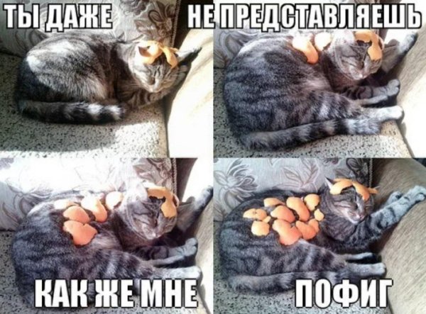 картинки мне пофиг