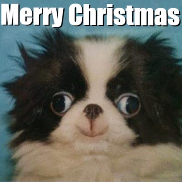 щенки японского хина