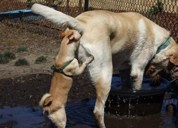 собаки нюхают под хвостом