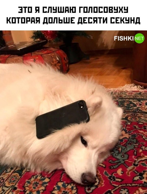 собака самоедская