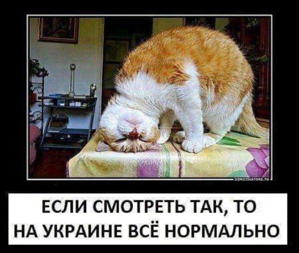 кот прикольный