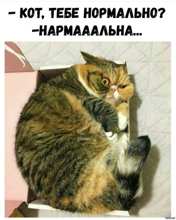 смешные котики с надписями