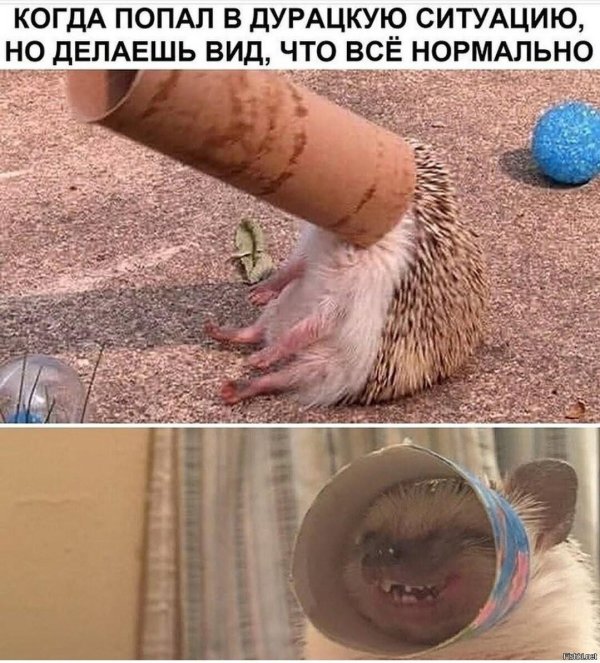 дурацкая ситуация