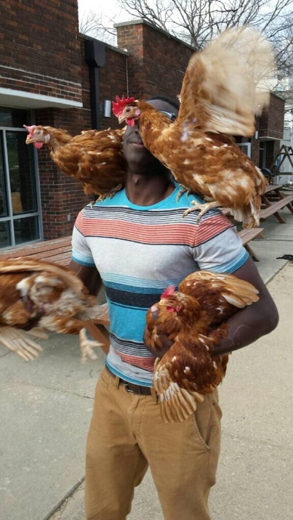 смешные куры