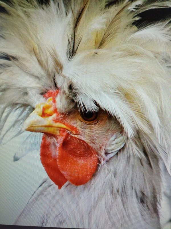 порода петуха