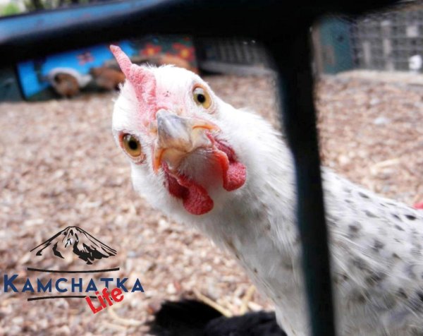 для курицы