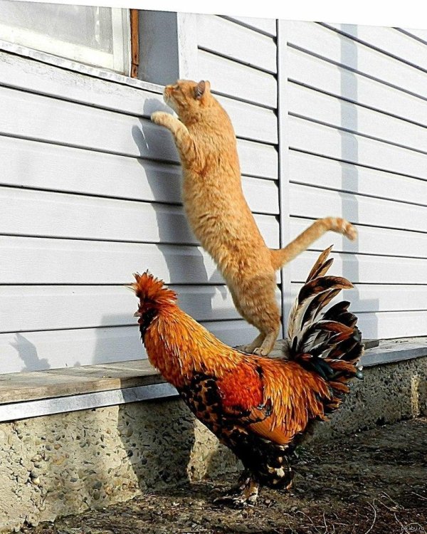 рыжий петух