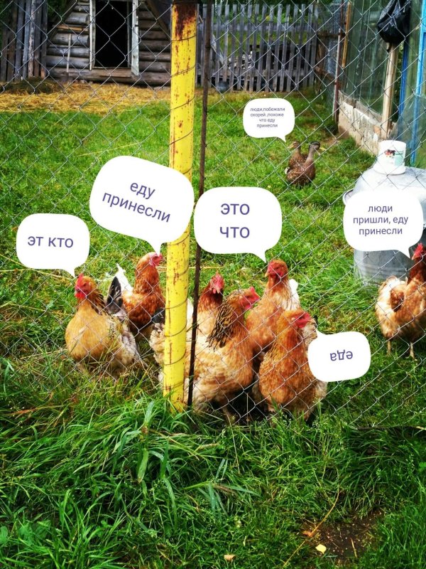 приколы про курей