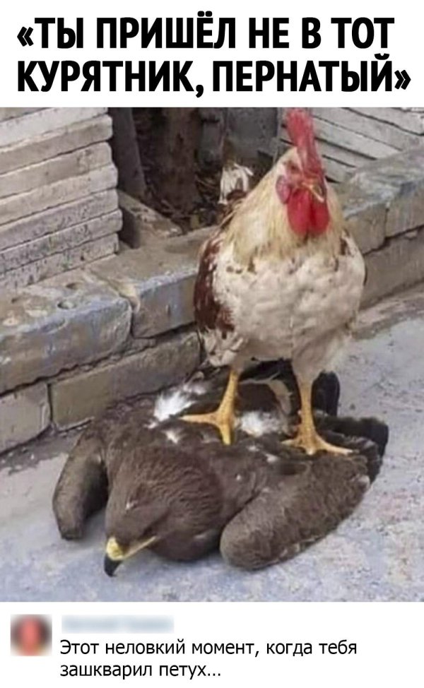 петух топчет курицу