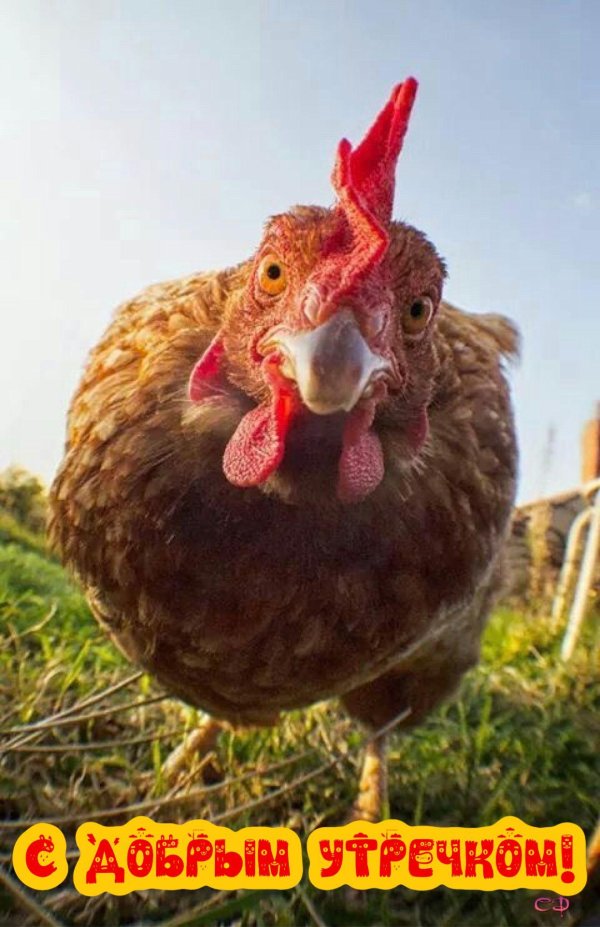 курочка прикольная