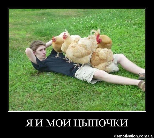 кобб 500 бройлер