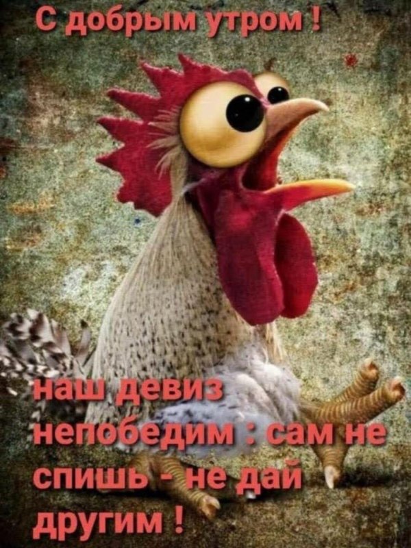 доброе утро петушок