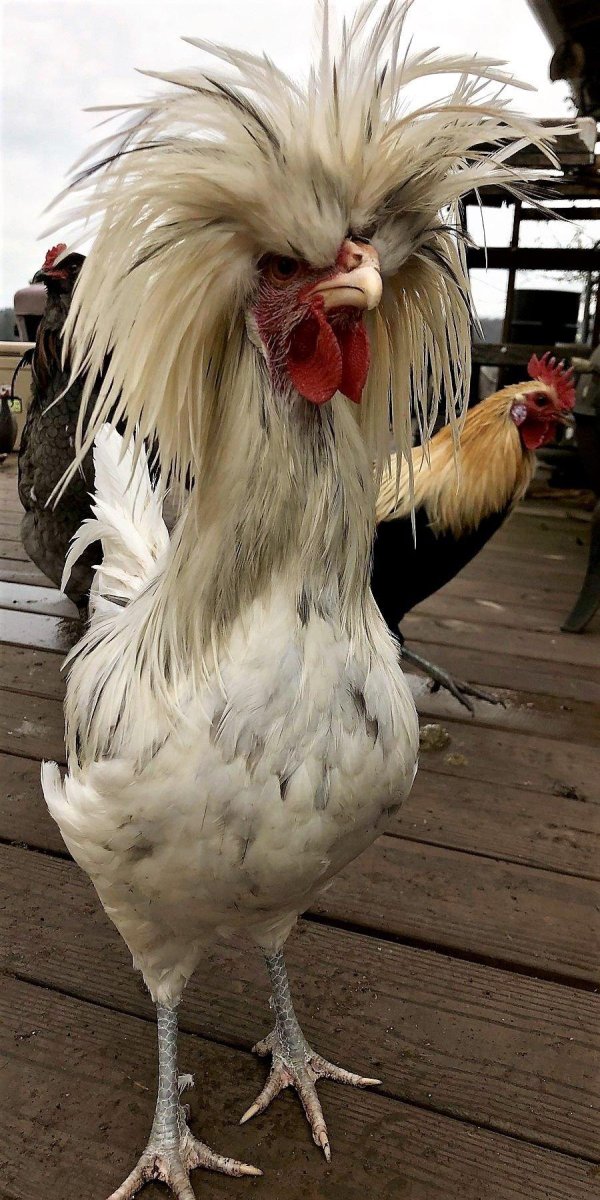 голландская белохохлая порода