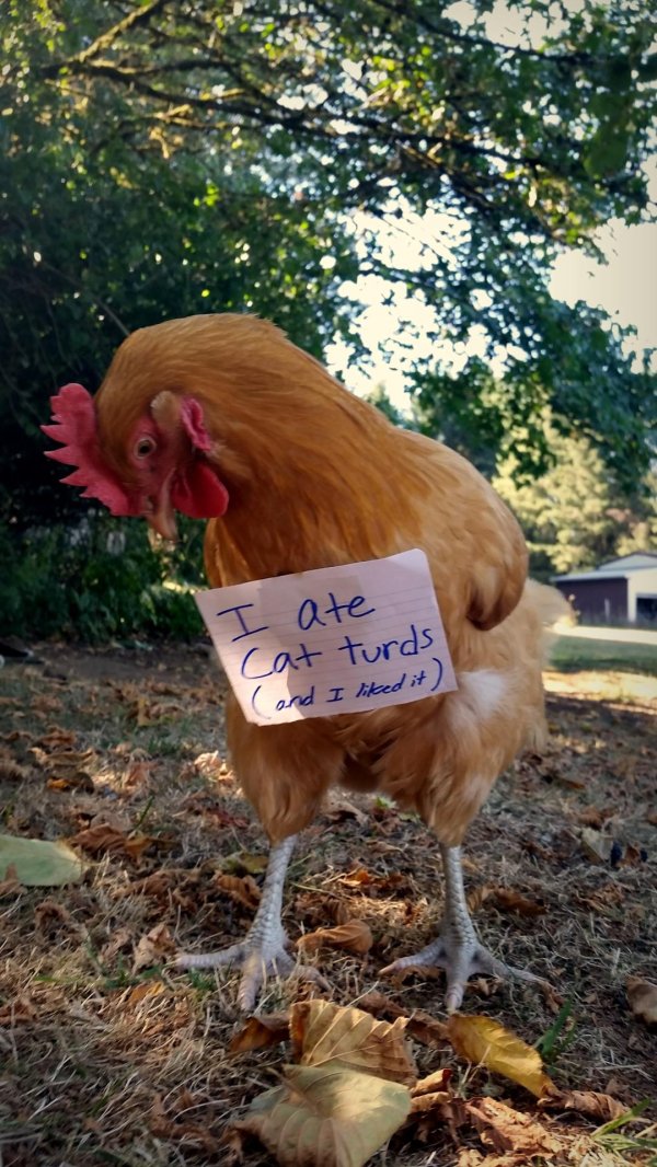 смешные куры