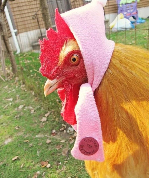 петух орпингтон