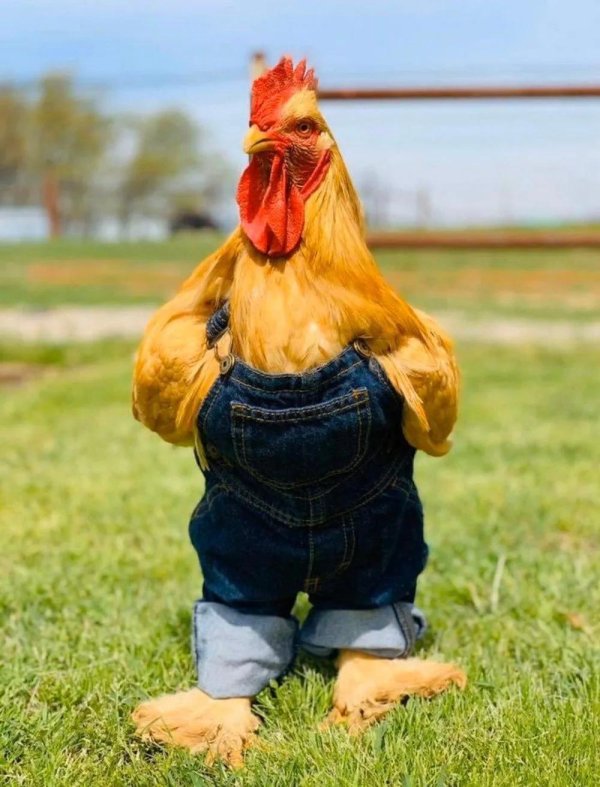 петушок в желтых штанишках