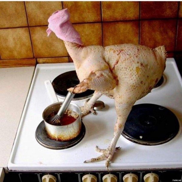 домашняя курица