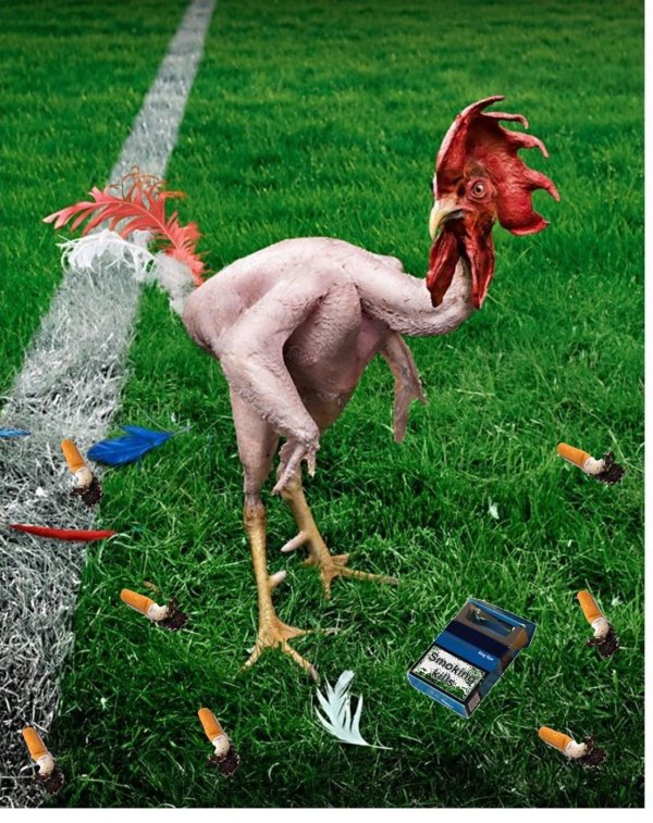 общипанный петух