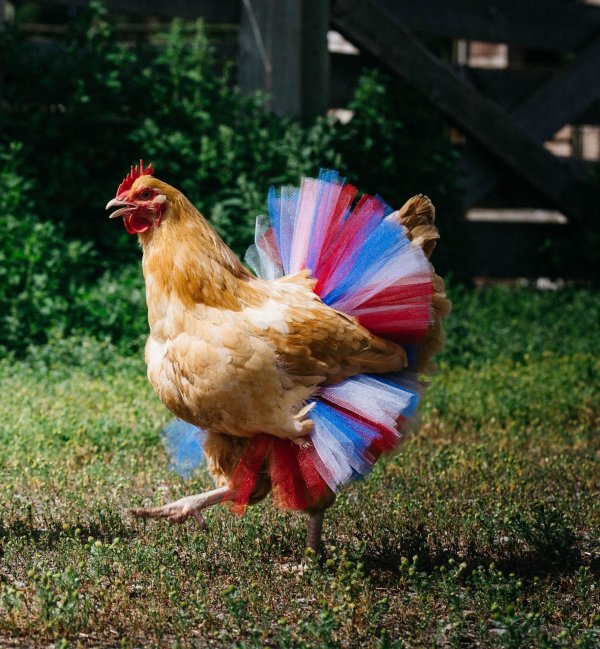 модный петух