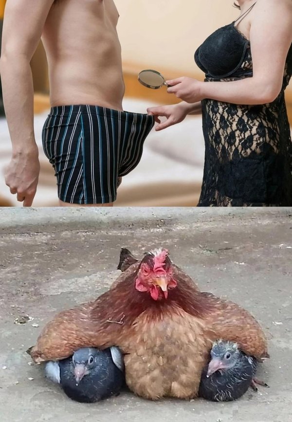 мемы с курами