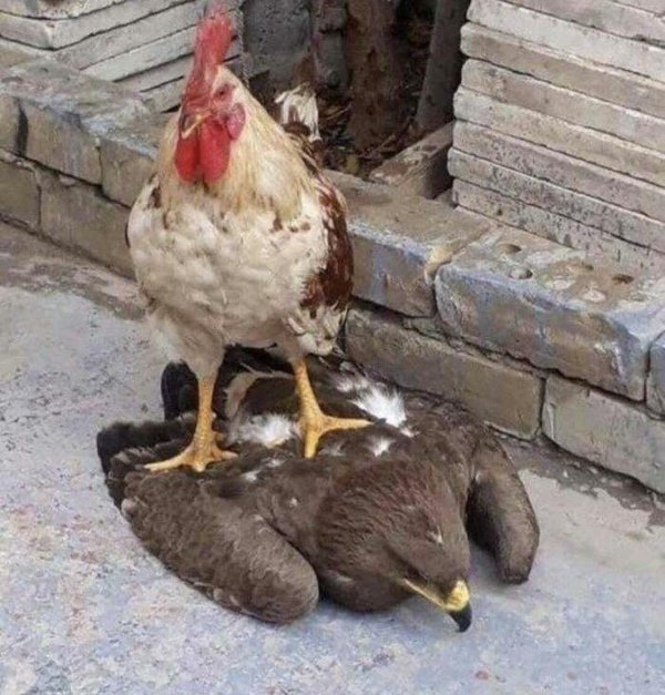 хищна птица