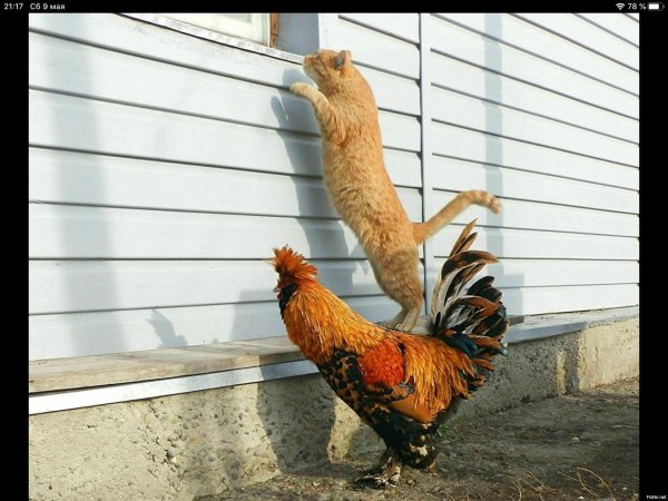 рыжий петух