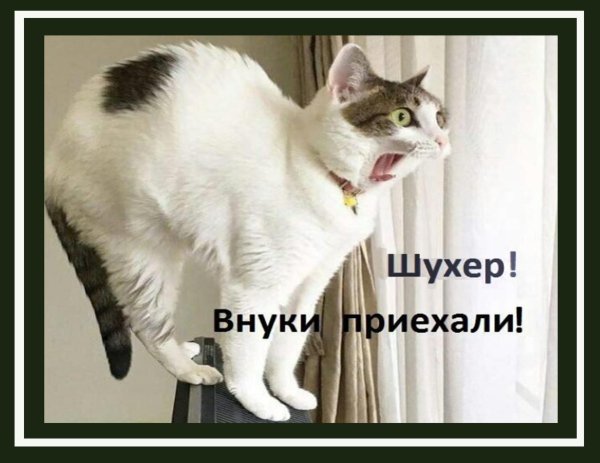 коты юмор