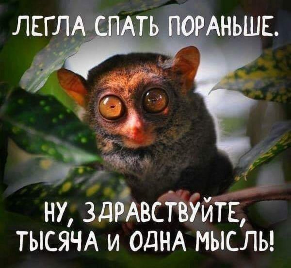 суматранский долгопят