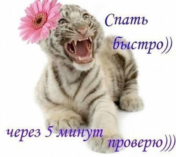 белые тигрята