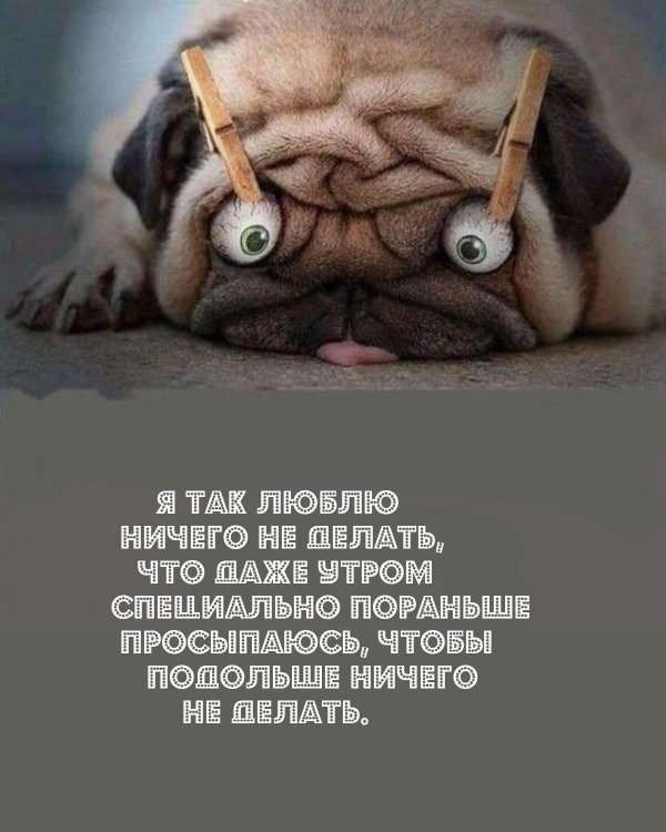 мопс смешной