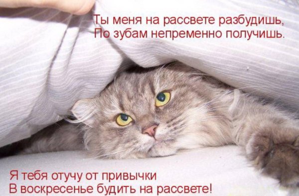 котенок проснулся